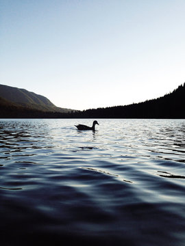 Duck Ness Monster