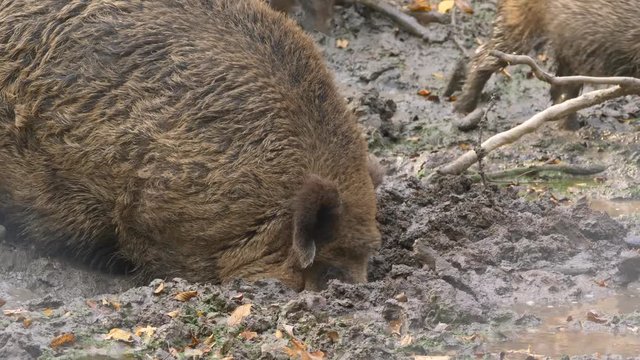 Wild boar (Sus scrofa) in mud