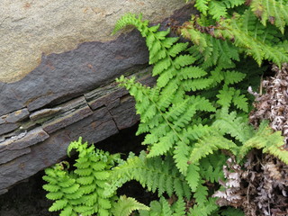 Shoots of a fern on the rocks