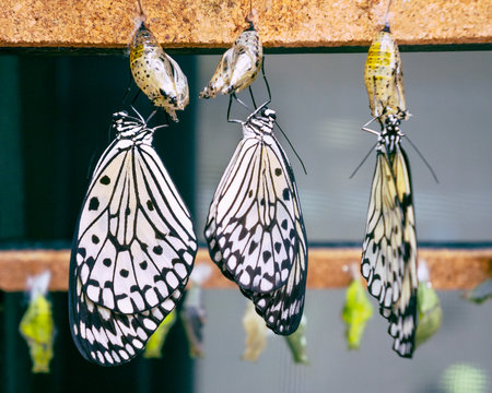 Butterflies newborn