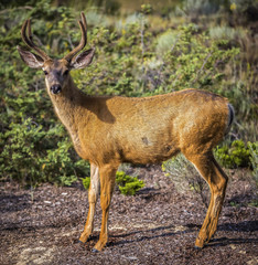 Deer