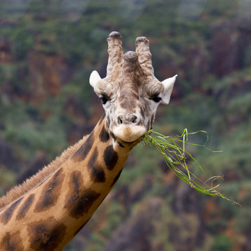 Giraffe eating a piece of grass