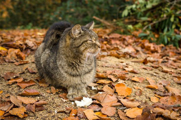 Naklejka na ściany i meble A homeless cat sits on fallen leaves.