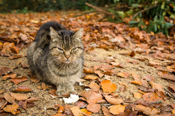 A homeless cat sits on fallen leaves.