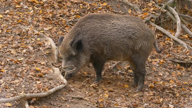 Wild boar (Sus scrofa) searching food in forest ground
