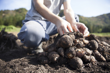 サトイモ収穫
