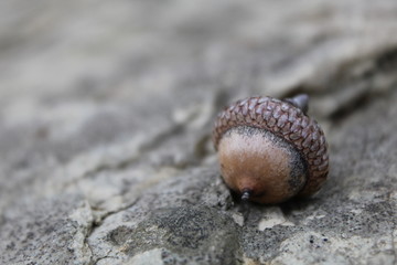 Acorn