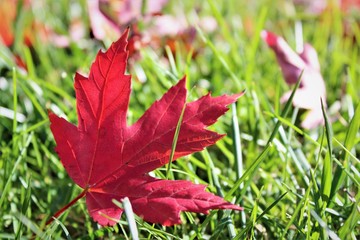 Maple Leaf