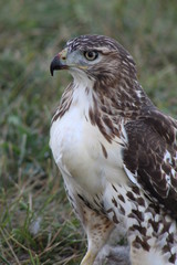 Red Tailed Hawk at Dinner