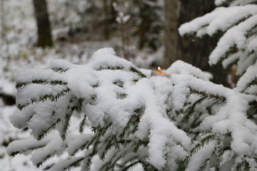 Christmas tree in the forest covered with snow with burning candles on the branches