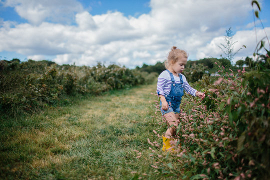 little girl picking raspberries in overalls and boots