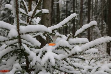 Christmas tree in the forest covered with snow with burning candles on the branches