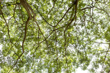 Nature concept background of under the big tree 