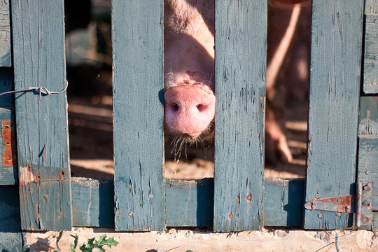 Image of the snout of a pink pig poking between the slats of a fence