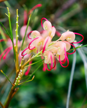 Strange flower