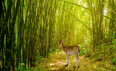 deer in bamboo forest
