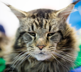 Portrait of the biggest cat at the exhibition