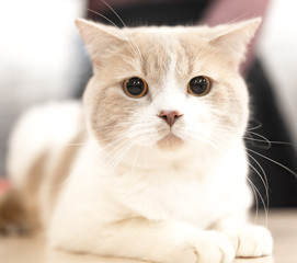 Portrait of a thoroughbred cat at the exhibition