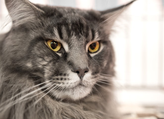 Portrait of the biggest cat at the exhibition