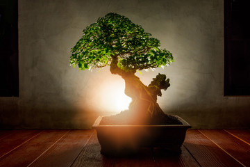 Traditional japanese bonsai