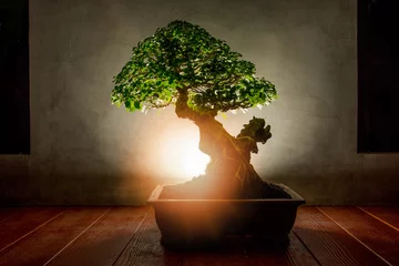 Fotobehang Traditional japanese bonsai © teerapon