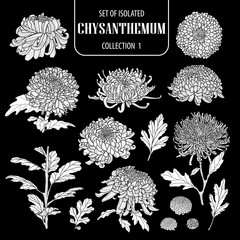 Set of isolated white silhouette chrysanthemum collection 1.Cute hand drawn flower vector illustration in white plane and no outline.