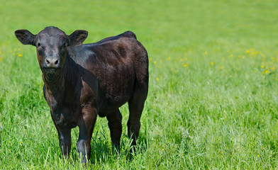 black calf at green meadow, copy space - 178302018