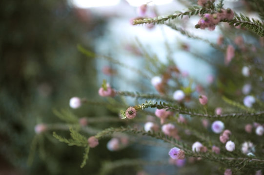 Long, thin green branches with small pink blooms against a blue sky