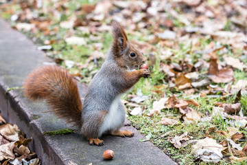 little gray squirrel sitting on concrete curb and eating nut on autumn leaves background