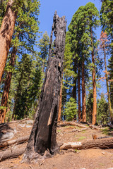 Obraz premium Giant Sequoia in the Sherman Grove