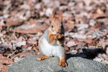 little red squirrel sitting on stone in autumn park and eating nut