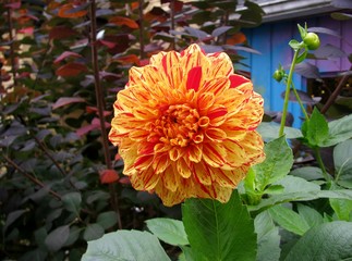 Beautiful yellow and red dahlia in a garden