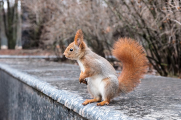 Naklejka na ściany i meble young red squirrel with fluffy tail standing on curb in autumn park