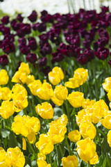 Obraz premium Nature and Botanical Concepts. Closeup Macro Shot of National Dutch (Holland) Tulips Of The Selected Sorts Shot Against Blurred Background. Located in Keukenhof National Park in the Netherlands.