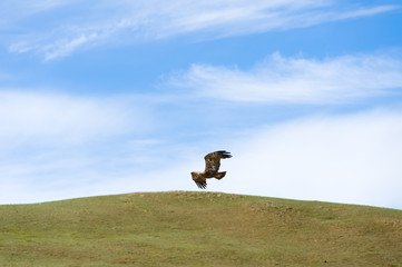 Obraz na płótnie Canvas eagle flying over steppe