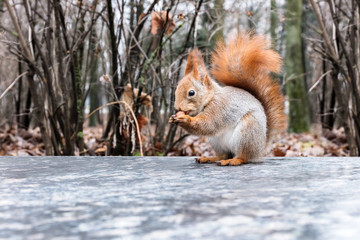cute red squirrel sitting on stone in autumn park and eating nuts