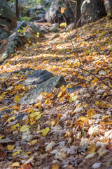 low angle view of autumn leaves on forest trail