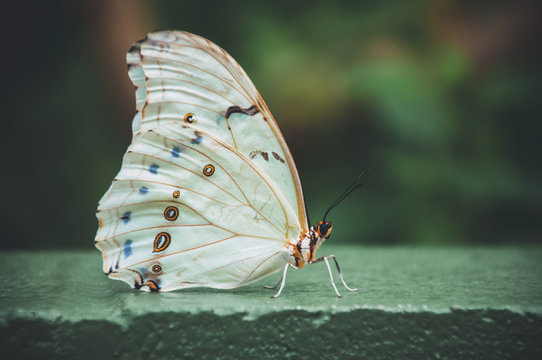 White Butterfly On Green Ledge