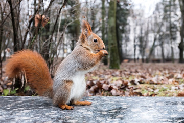 Naklejka na ściany i meble red squirrel standing with nut on stone against blurred trees background