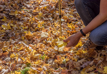 woman picking up bright yellow maple leaves in autumn
