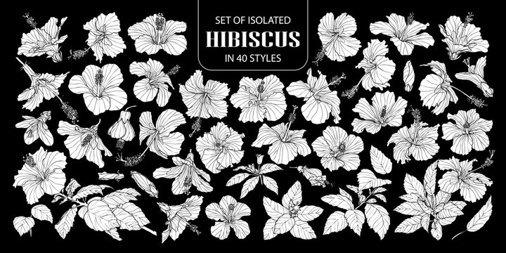 Set Of Isolated White Silhouette Hibiscus In 40 Styles .Cute Hand Drawn Flower Vector Illustration In White Plane And No Outline On Black Background.