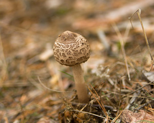 Ein einsam wachsender Pilz mitten im Park