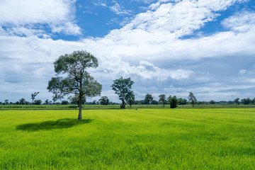 Fototapeta na wymiar rice field green grass and blue sky with cloudy