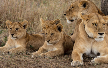 Fototapeta na wymiar Lion Family