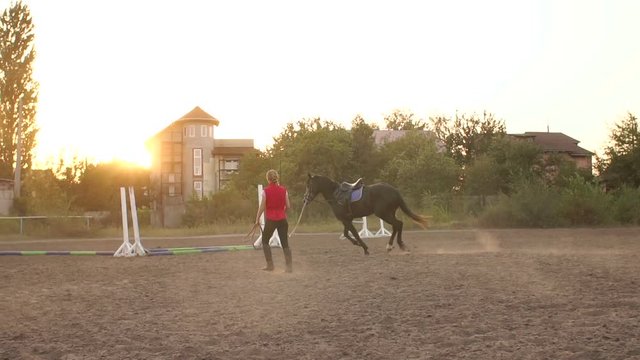 Coach teaches the horse to run with a whip and a long rope in the arena at the racetrack. Slow motion. Training for horse riding.