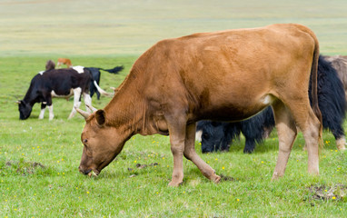 grazing cow