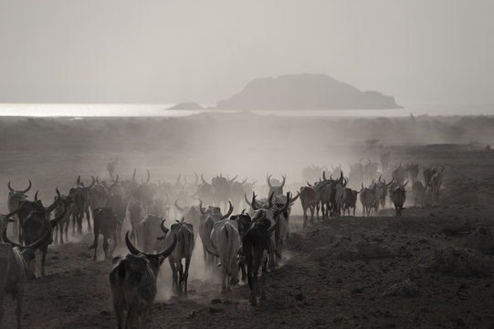 Cattle Drive in the Danakil