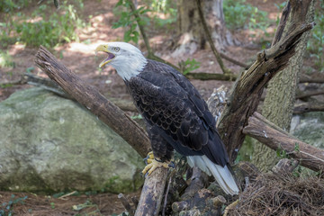 Bald eagle call