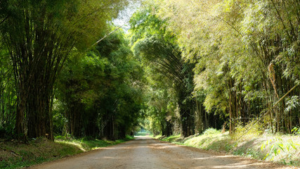 Dirt road with green bamboo cover along both side