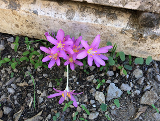 crocus steveni Kunth blooming